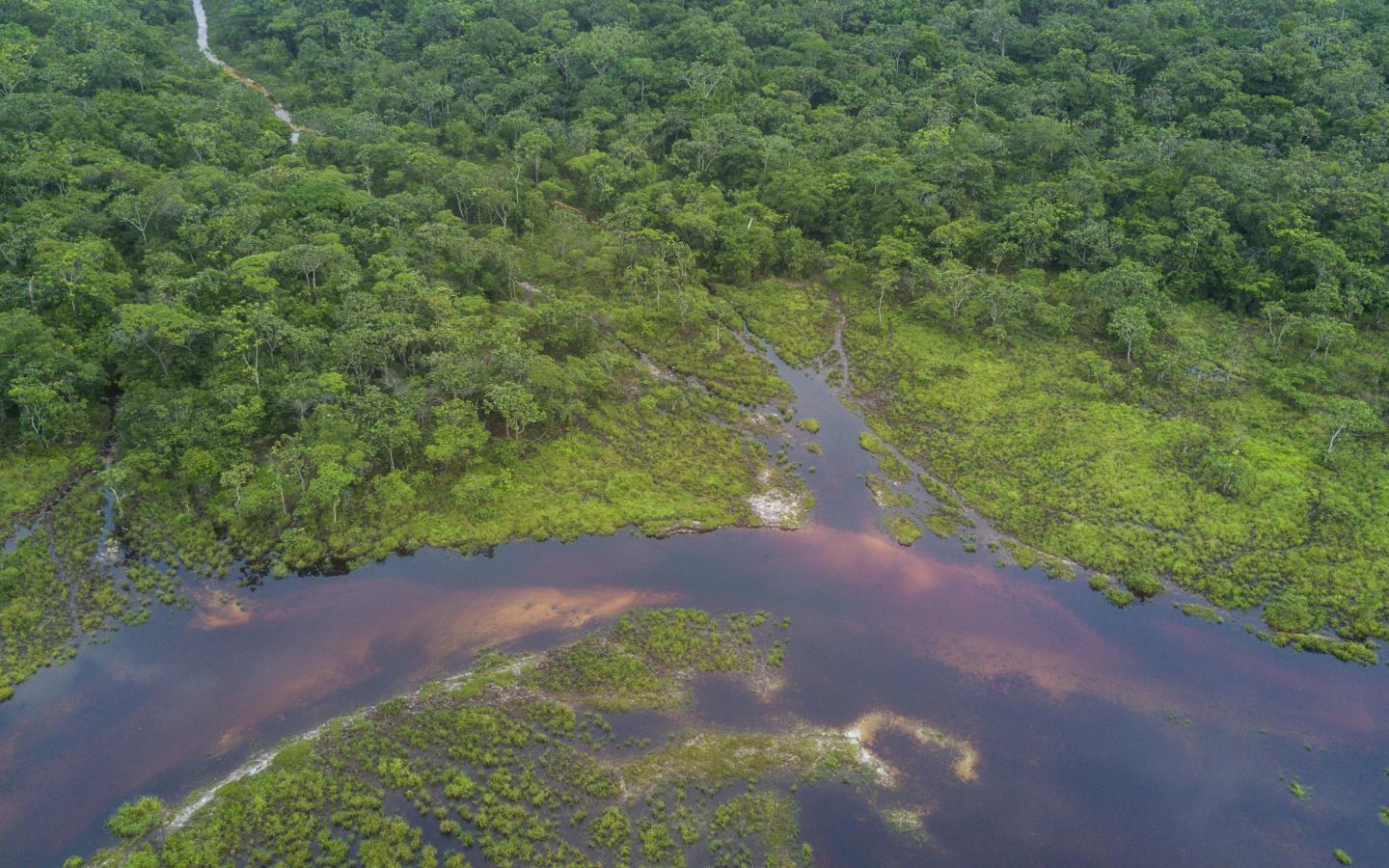 Vue aérienne de la forêt du Salonga National Park, RDC