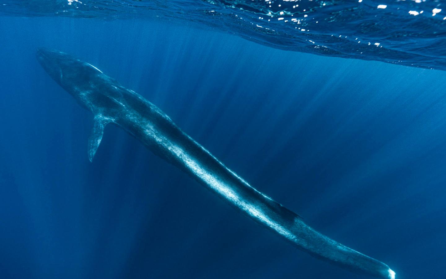 Flucker - Rorqual Commun