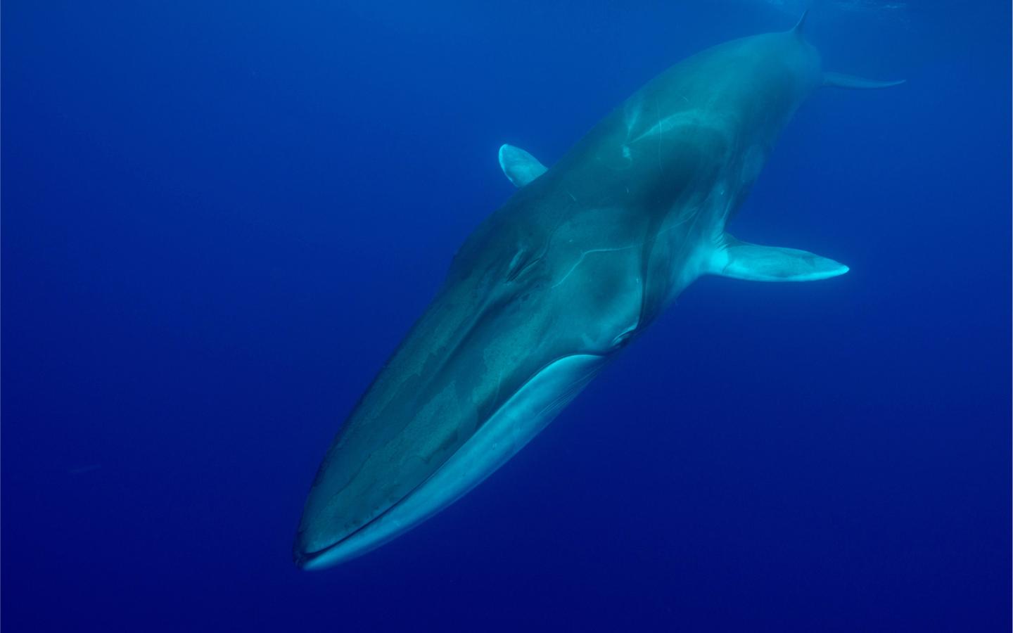 Rorqual Commun (Balaenoptera physalus) en bonne santé