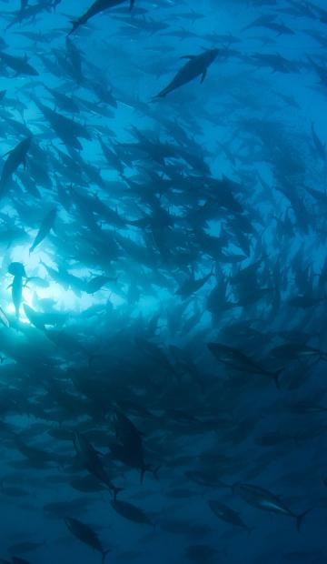 Thon rouge de Méditerranée (Thunnus thynnus). Murcia, Espagne