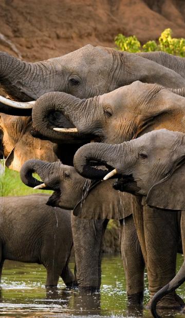 Un groupe d'éléphants d'Afrique s’abreuvent dans la réserve de Selous (Tanzanie)