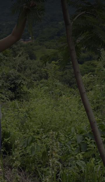 Fond bénévole wwf dans la forêt