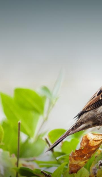 Les haies abritent de nombreuses espèces d'oiseaux