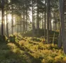 Forêt de pins calédoniens (pinus caribaea), Parc national des Cairngorms, Écosse