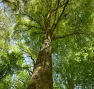 Forêt - Bois de la loge