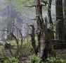Foret de Fachan