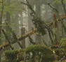 Foret de Wildenstein