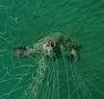 Tortue verte (Chelonia mydas) noyée après s'être emmêlée dans un filet maillant à Tobago, dans la mer des Caraïbes.