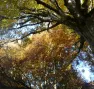 Avenir Forêt - Nature Impact
