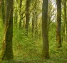 Forêt Bois de la Loge - Nature Impact