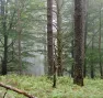Forêt Fachan - Nature Impact