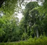 Forêt Lourdes - Nature Impact