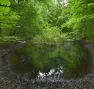 Forêt de Madine - Nature Impact