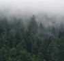 Forêt de Wildenstein - Lac des corbeaux - Nature Impact
