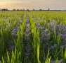 Champs agricole membre Crédits du Vivant