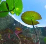 Nénuphar-Eau-Douce-WWF