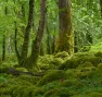 Bernard Boisson - Foret SIGFRA