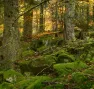 Bernard Boisson - Bois de la Richarde