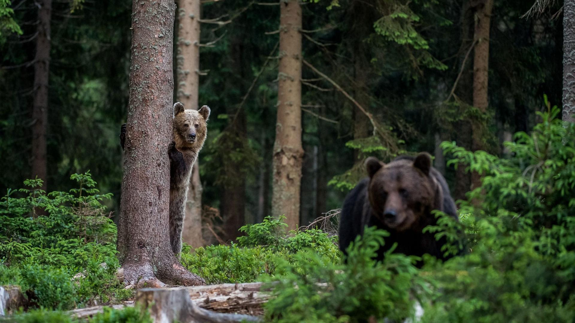 Un ours brun (ursus arctos) se cache derrière un arbre