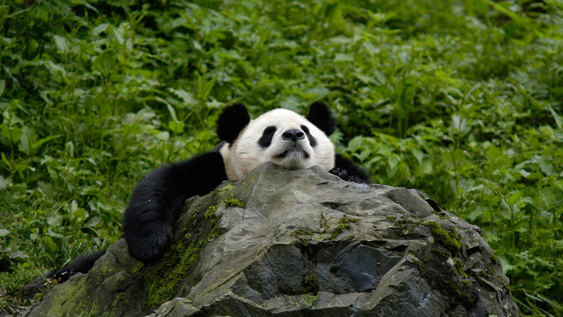 Combien De Panda Reste T-il Dans Le Monde En 2022 Le panda géant, une espèce prioritaire | WWF France