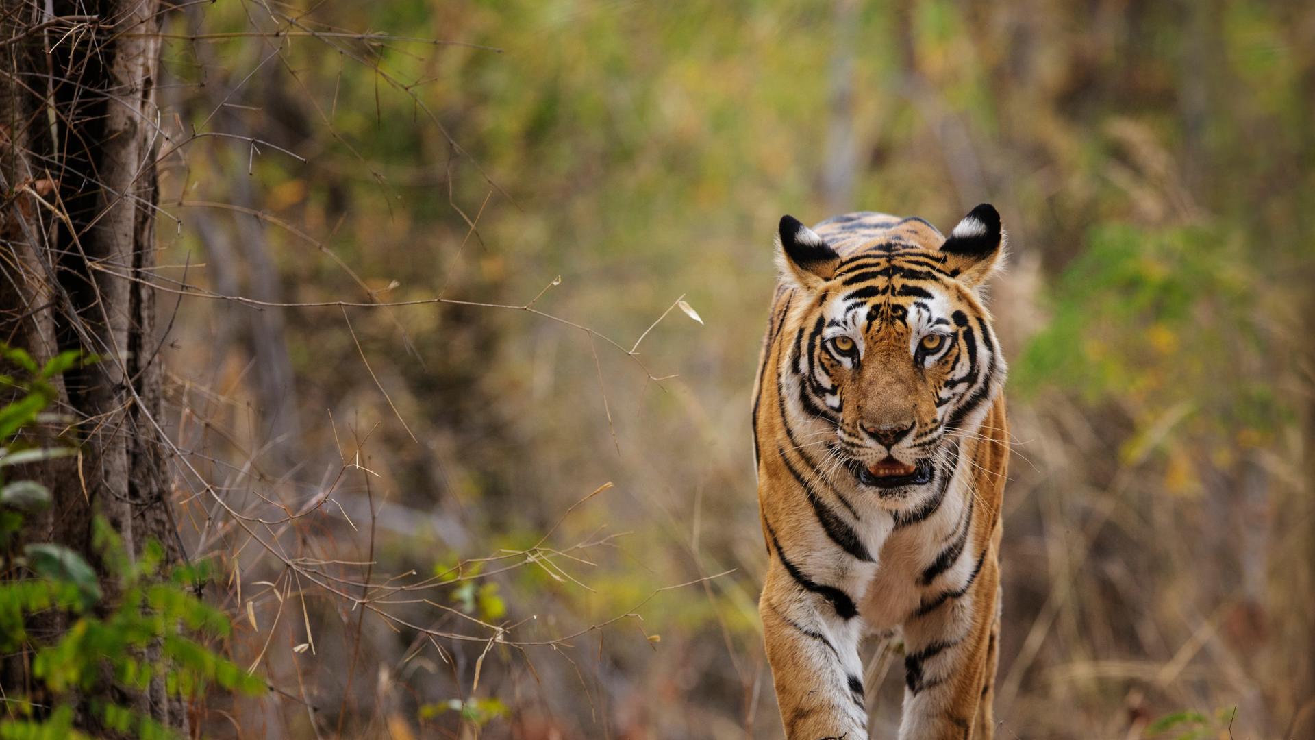 Le tigre une esp ce en danger WWF France Le tigre une esp ce en danger WWF France