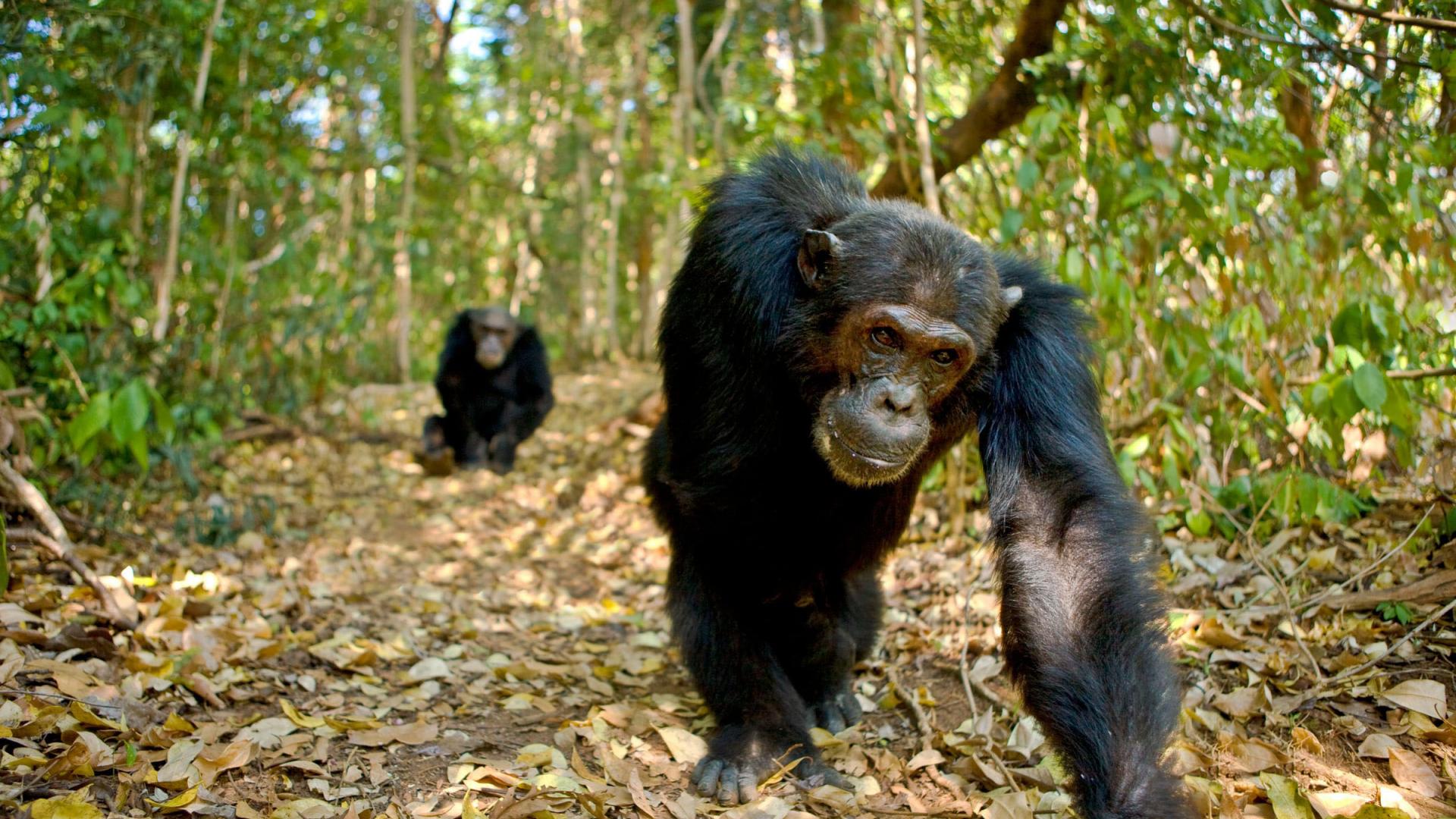 Le Chimpanze Un Grand Singe En Danger Wwf France