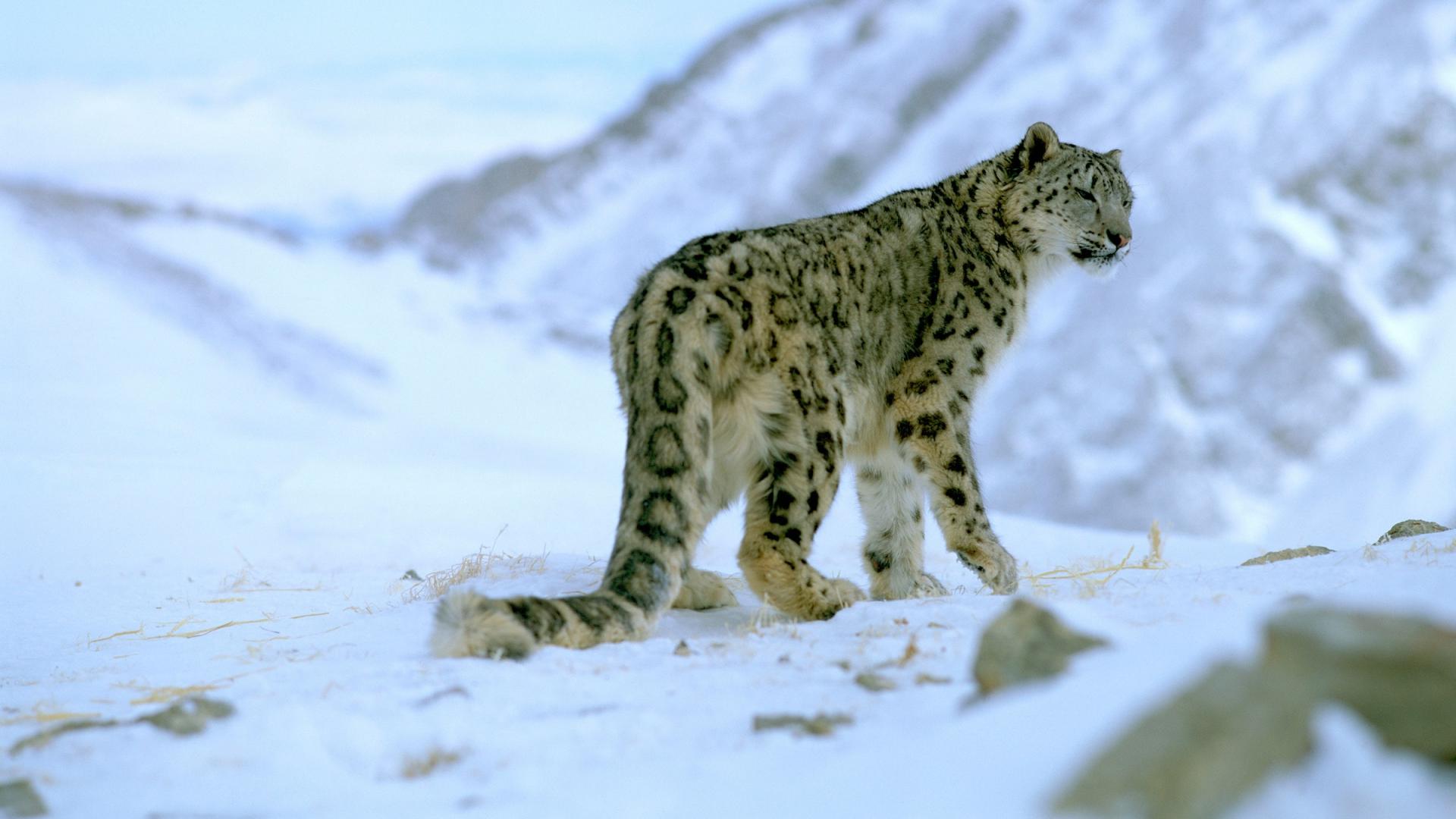 La panthère des neiges, une espèce menacée WWF France