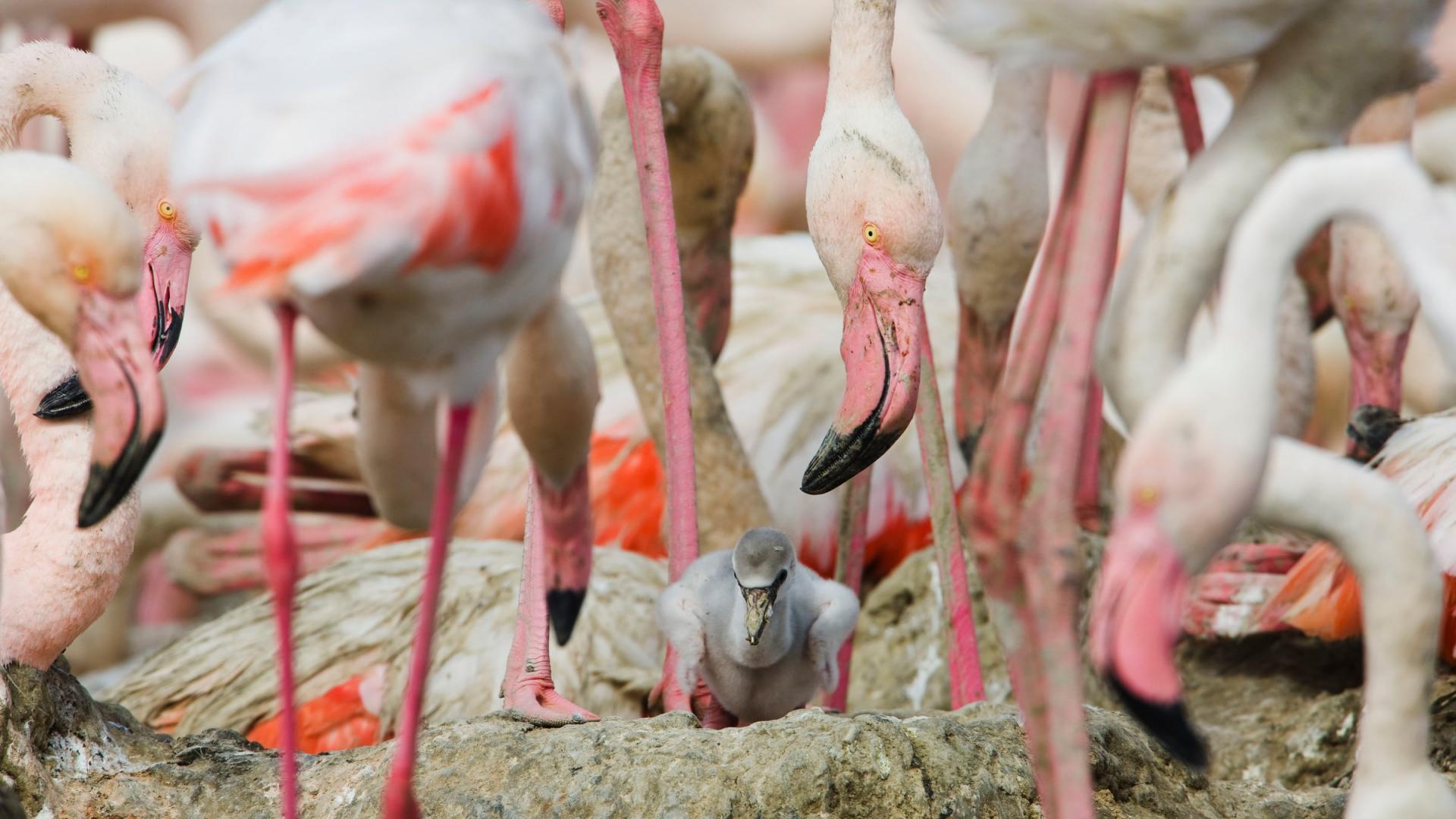 Banc de flamands rose en Camargue