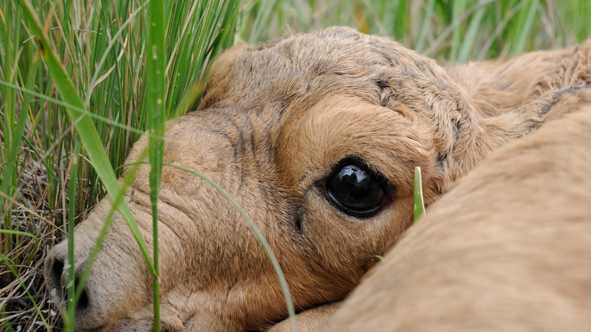 Bébé antilope Saïga se reposant sur le sol 