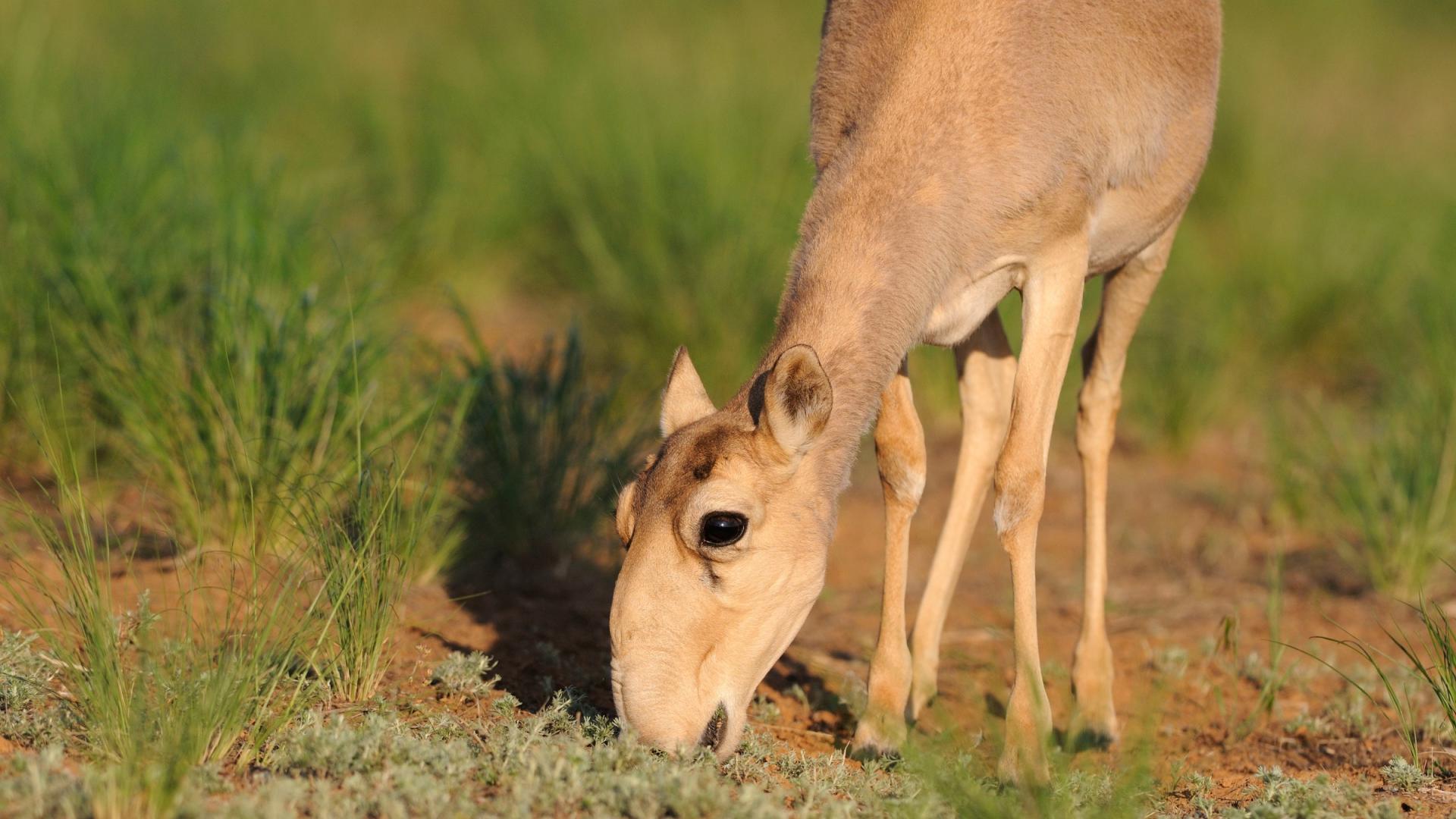 Antilope saïga dans la réserve naturel de la République de Kalmoukie