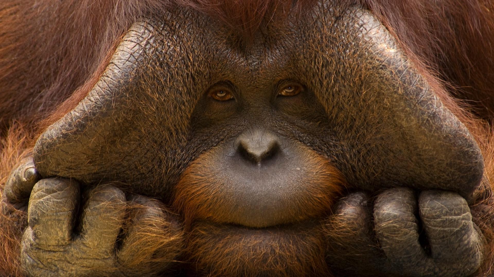 Géante Marionnette Singe orange Orang-outan, avec banane et bouche