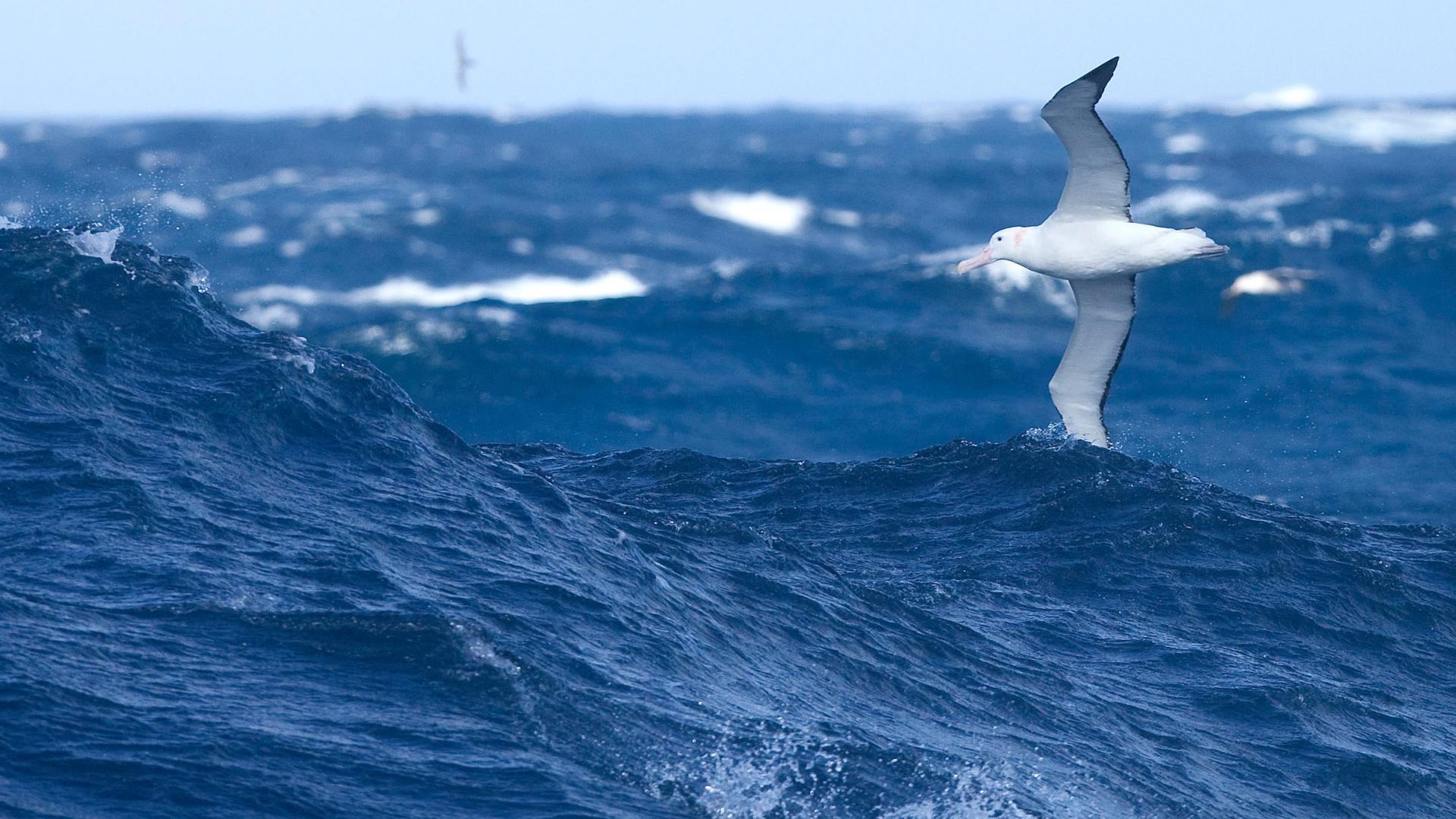L'albatros, une espèce menacée | WWF France