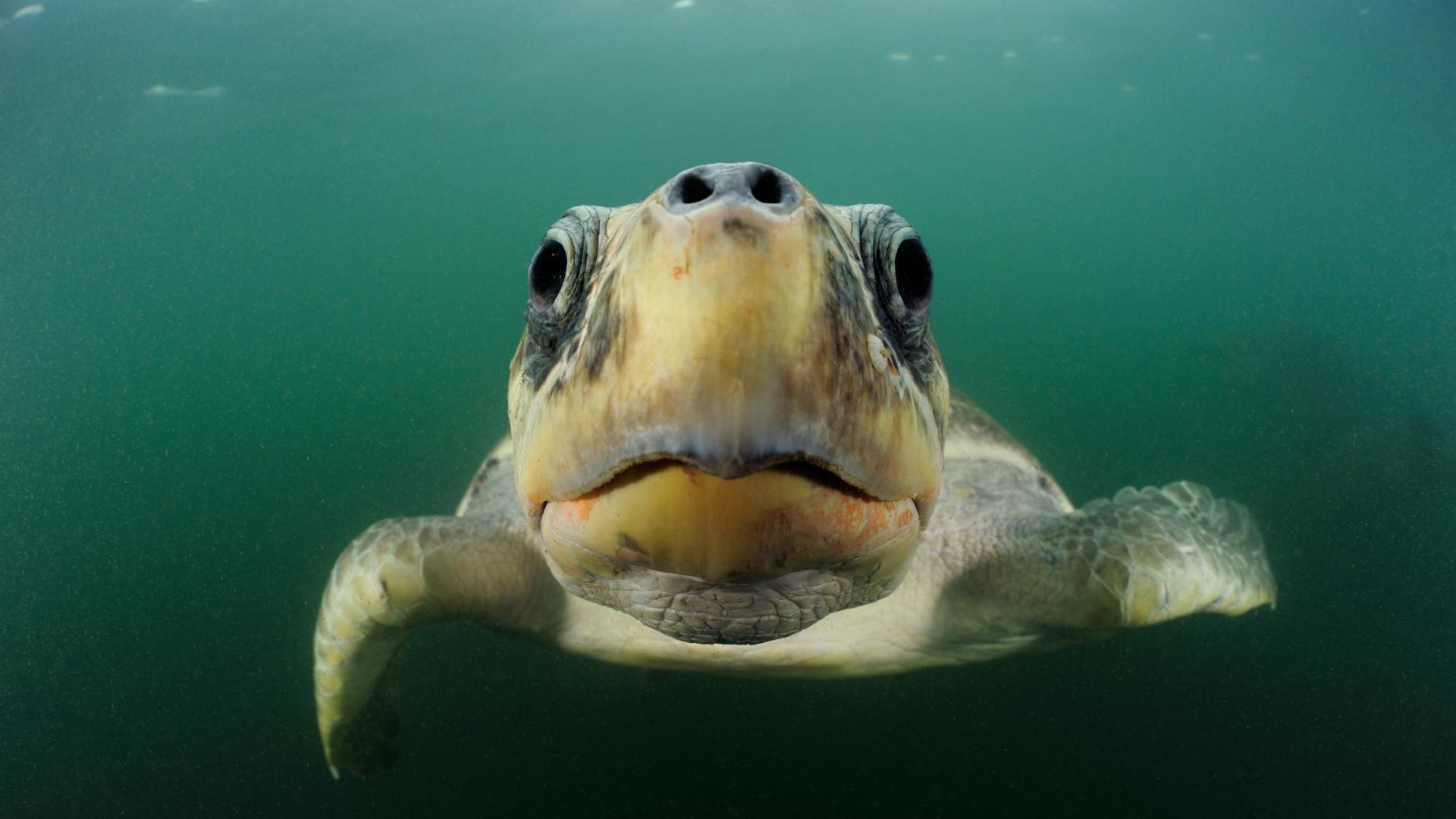 Tortue olivâtre dans l'eau face caméra (Costa Rica)