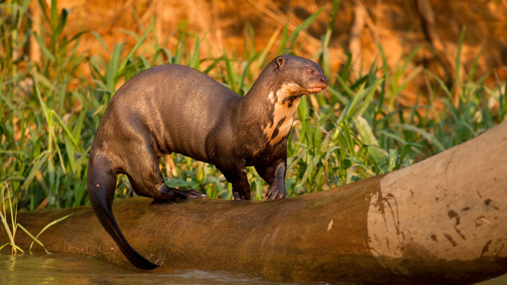 Loutre géante sur un tronc d'arbre