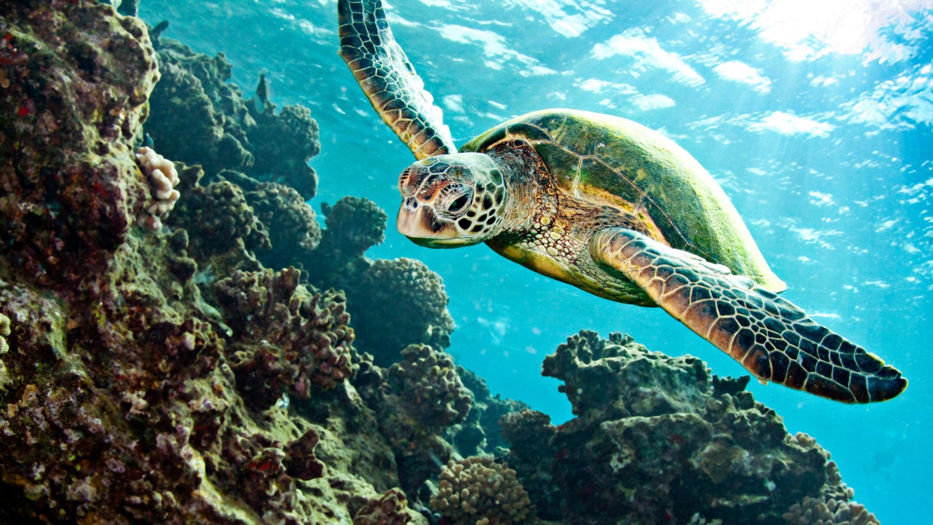 Les tortues marines, des animaux menacés WWF France