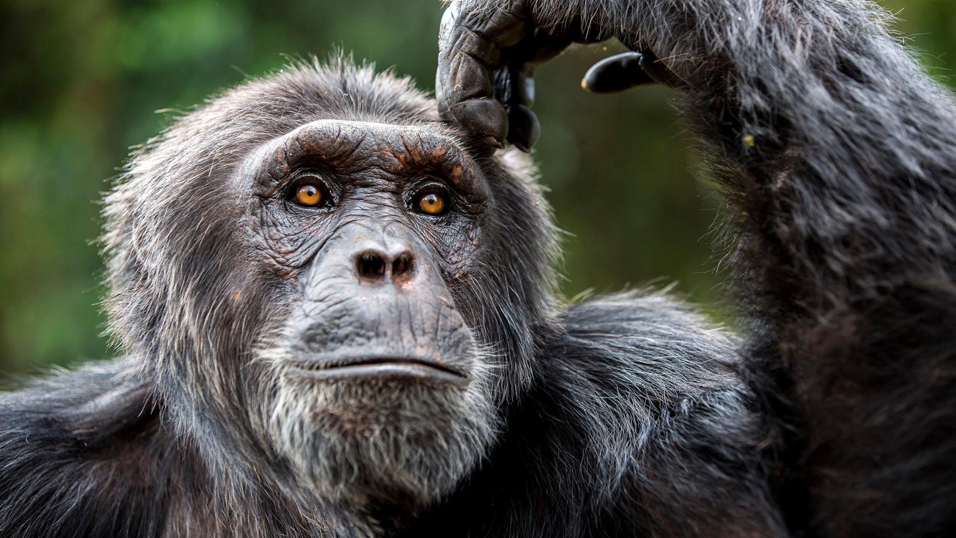 Le chimpanzé, un grand singe en danger