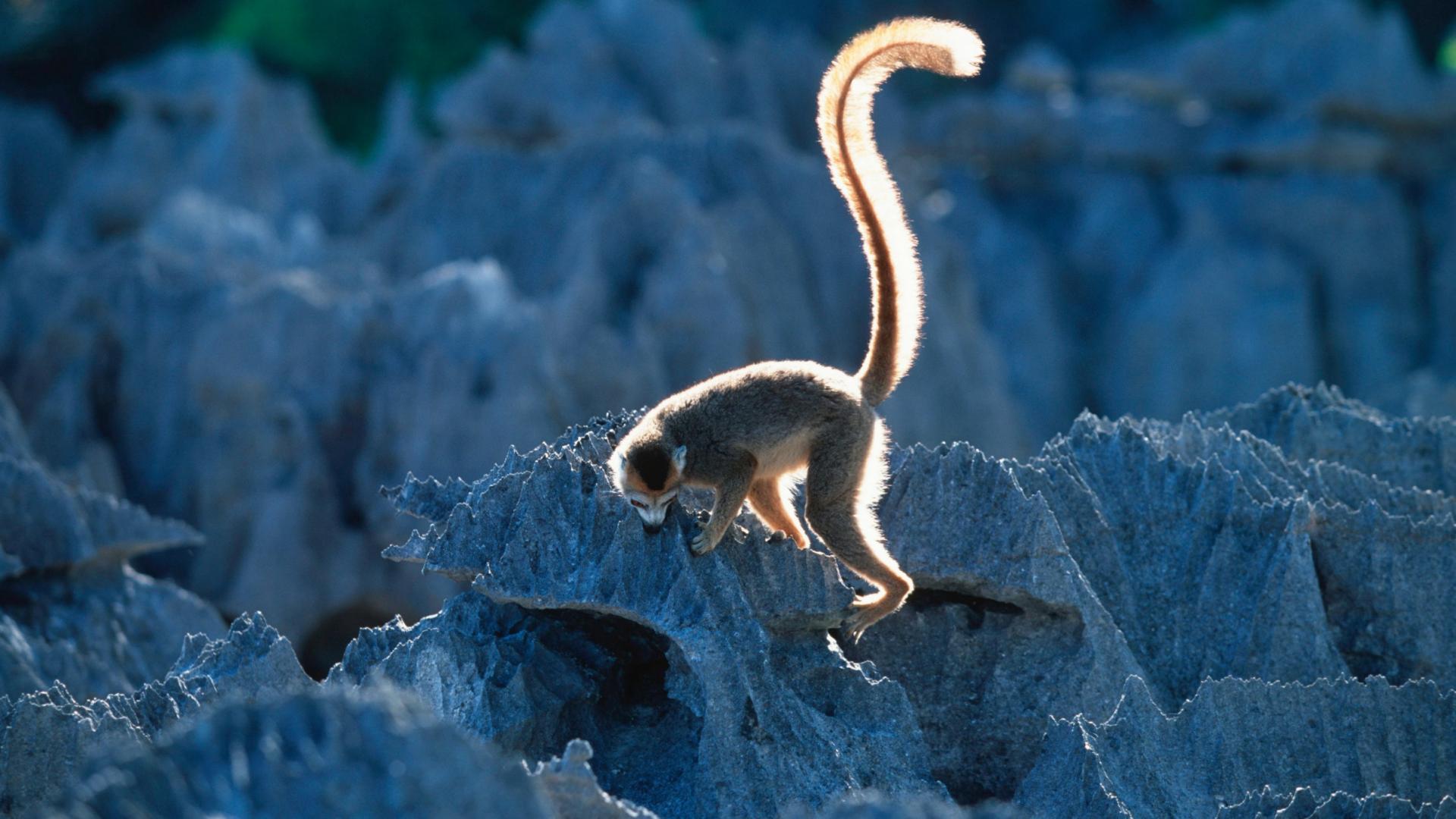 Lémur couronné (Eulemur coronatus), parc national Tsingy de Bemaraha (Madagascar)