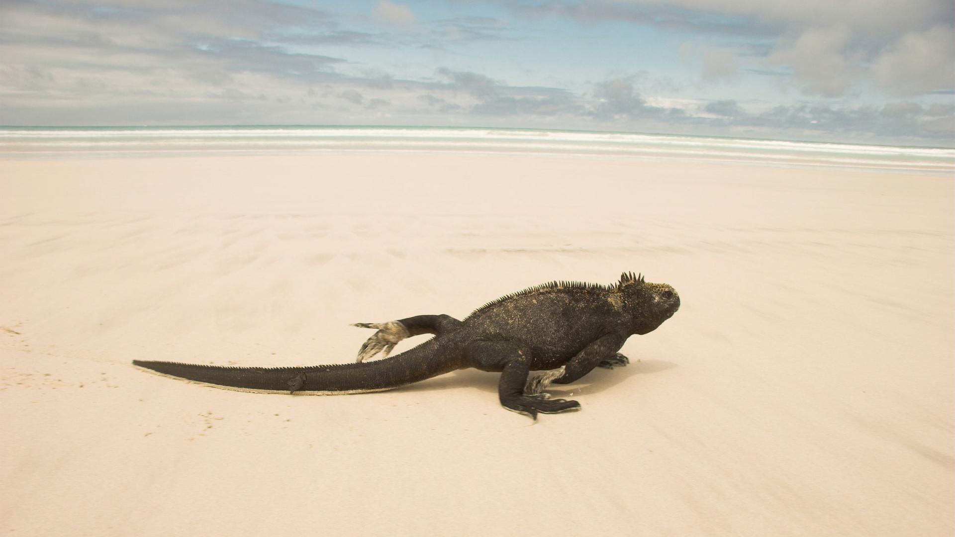 Iguane (Amblyrhynchus cristatus)  sur le sable, Tortuga Cove, Santa Cruz, Galapagos Islands, Ecuador.
