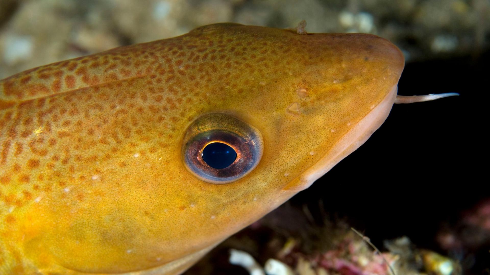 Morue (Gadus Morhua), Bodö (Norvège)