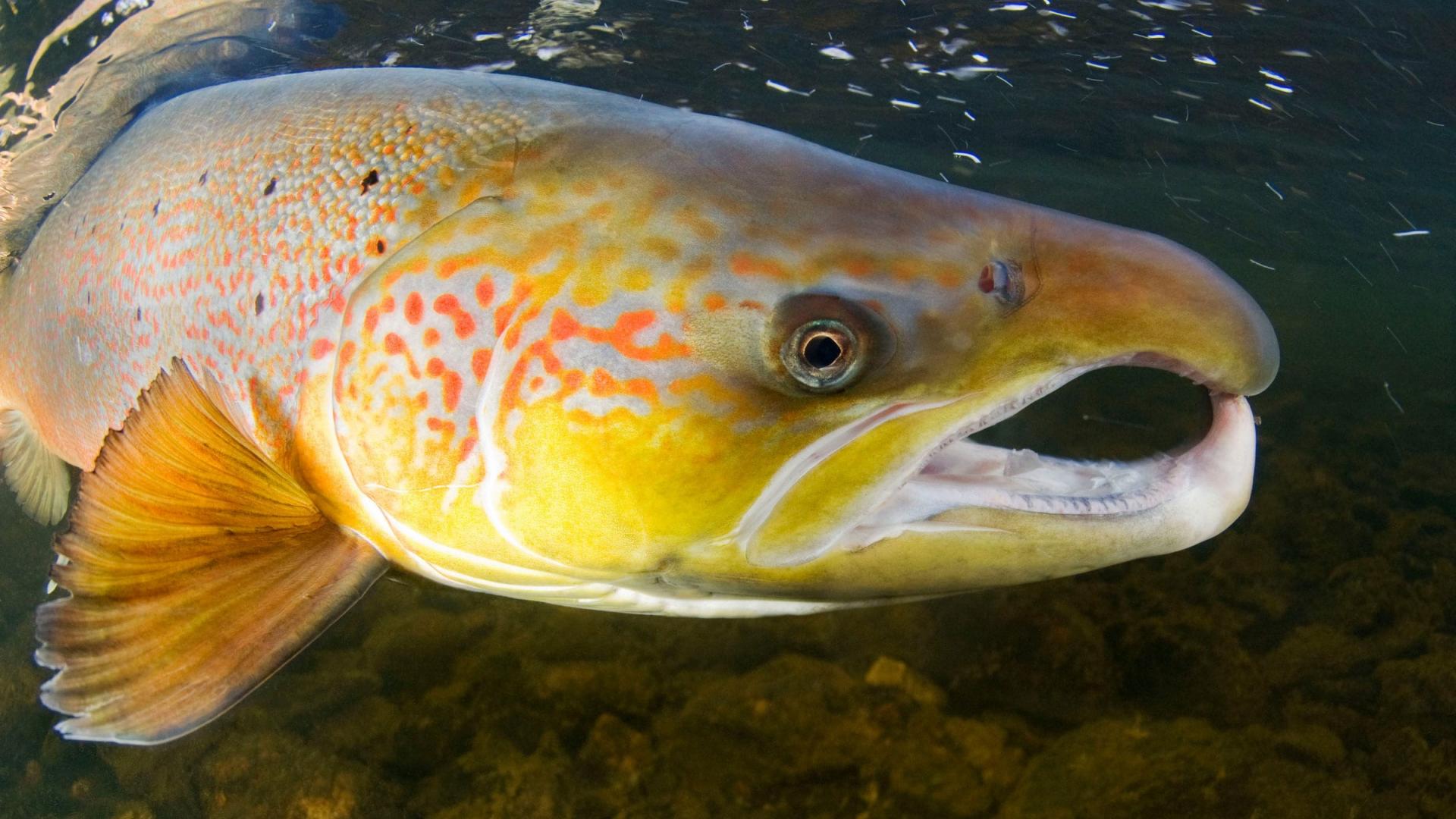 Saumon d'Atlantique (Salmo salar), Rivière Orkla, Norvège