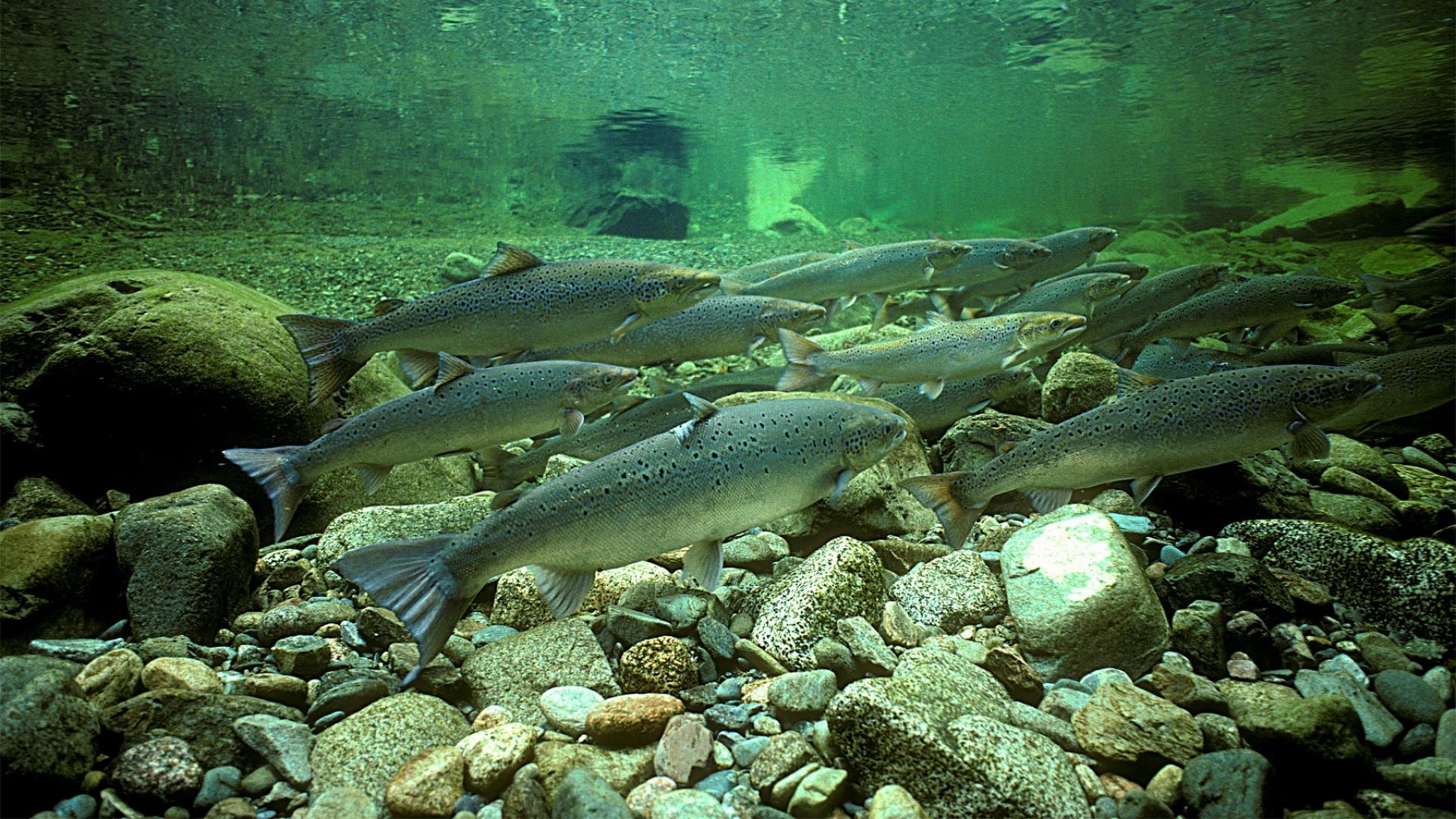 Le saumon, un poisson en danger WWF France