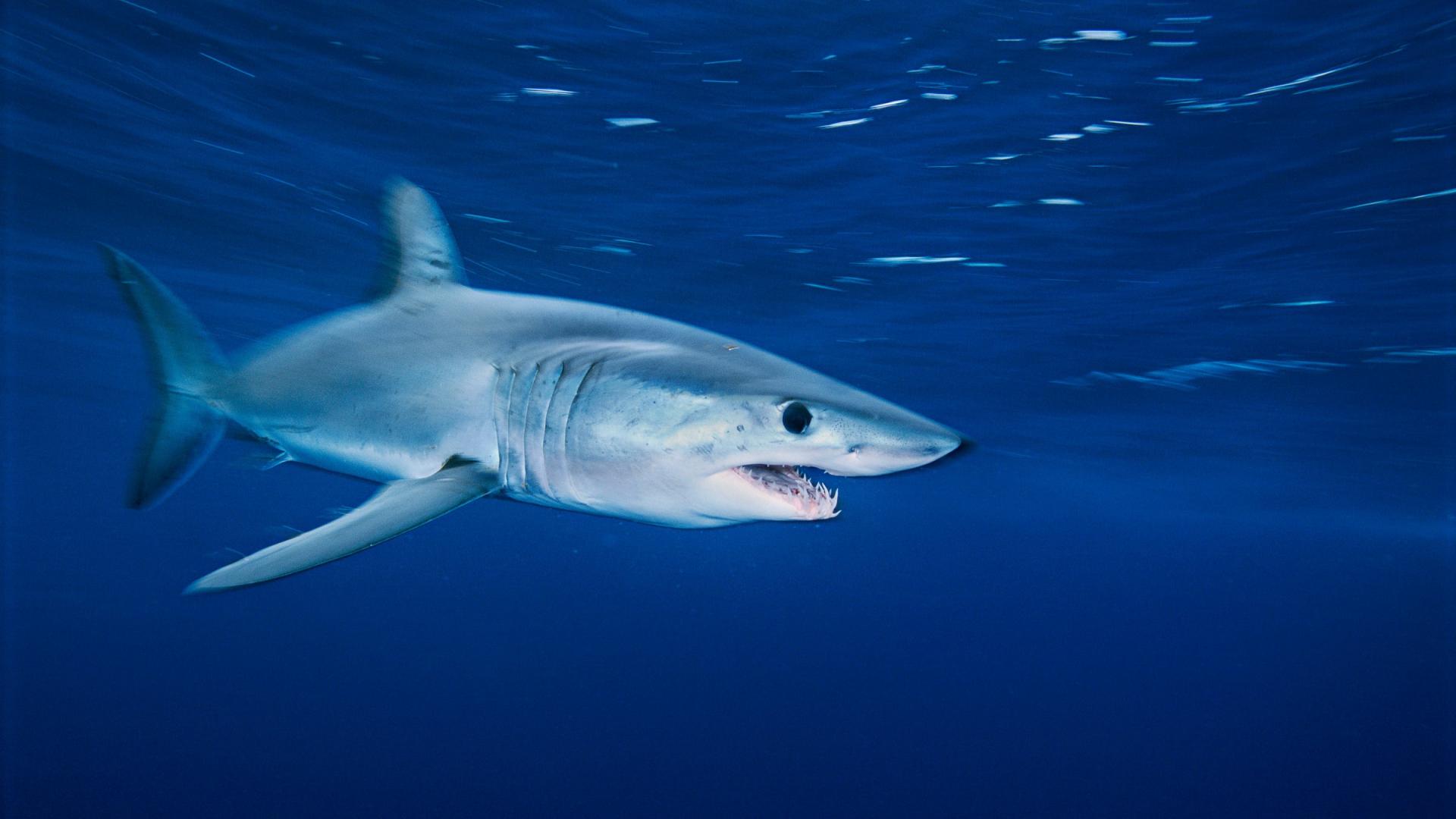 Le requin, une espèce prioritaire WWF France