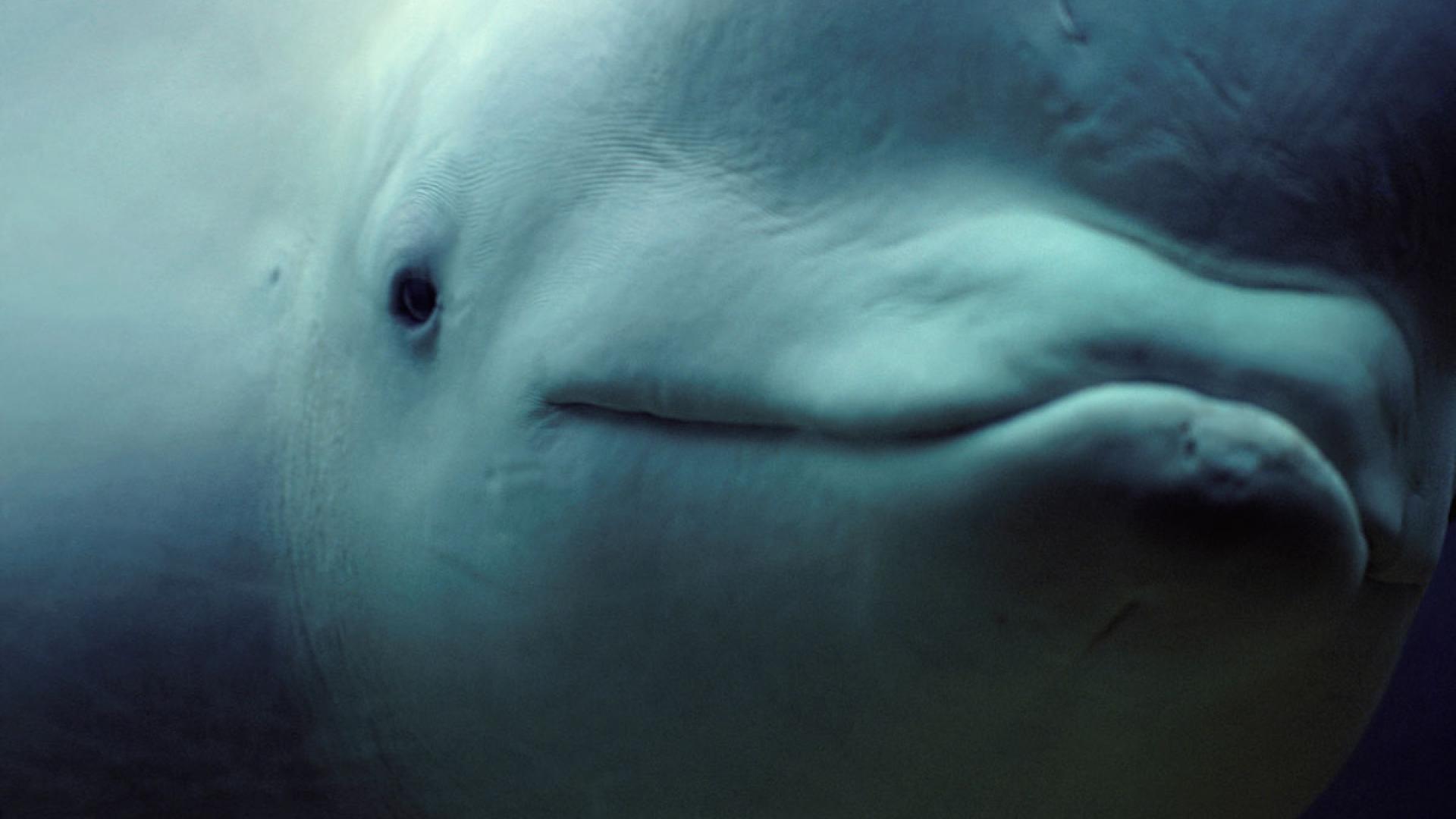 Portrait d'un béluga (Delphinapterus leucas) à l'aquarium de New-York (Etats-Unis)