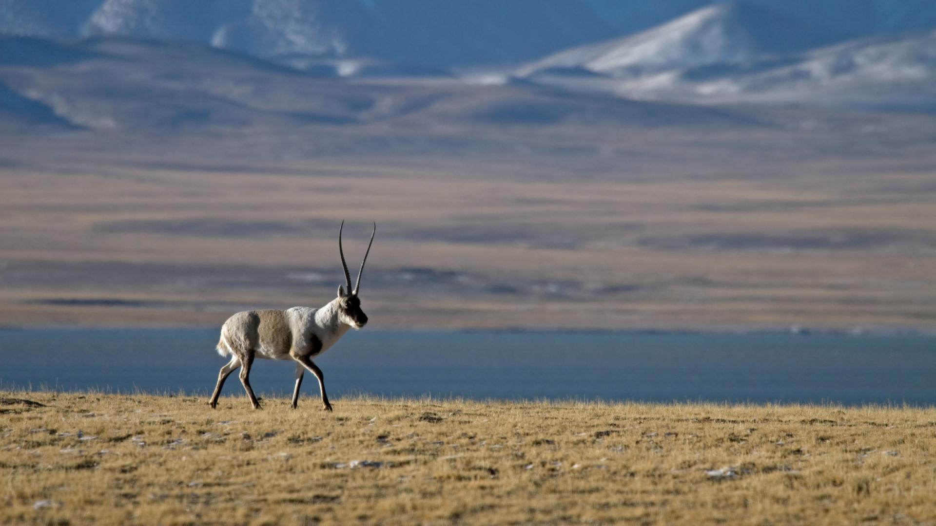 Antilope du Tibet mâle, chiru (Pantholops hodgsonii) dans la réserve naturelle du ChangTang, Tibet