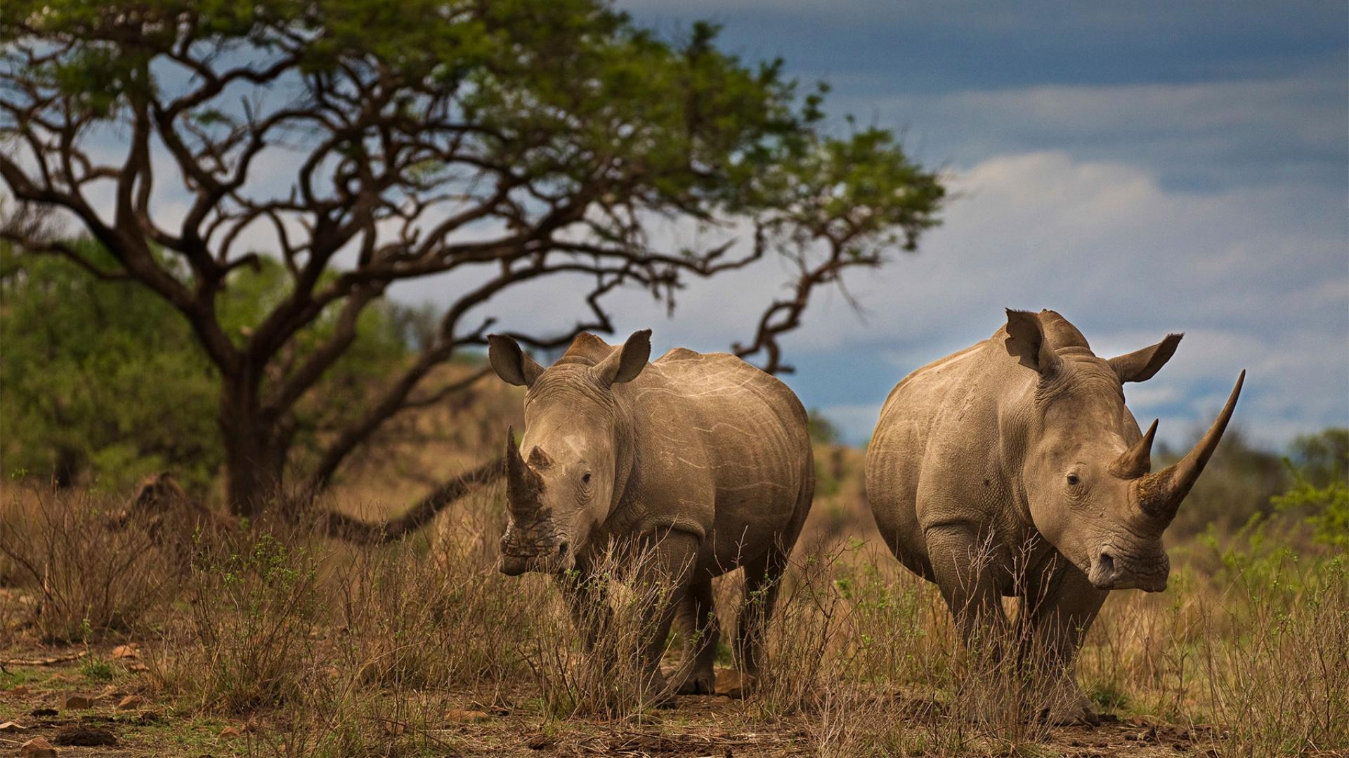 Couple de rhinocéros noirs, Afrique du Sud