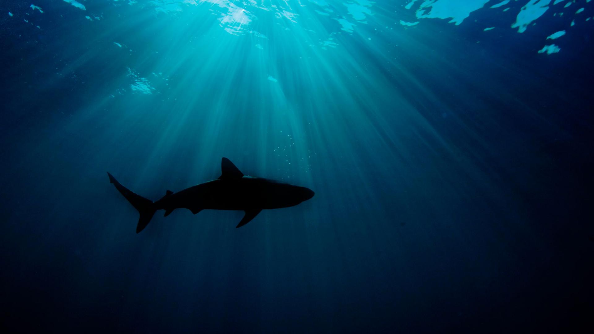 Silhouette de Carcharhinus perezi ou requin de récif, Bahamas, Océan Atlantique