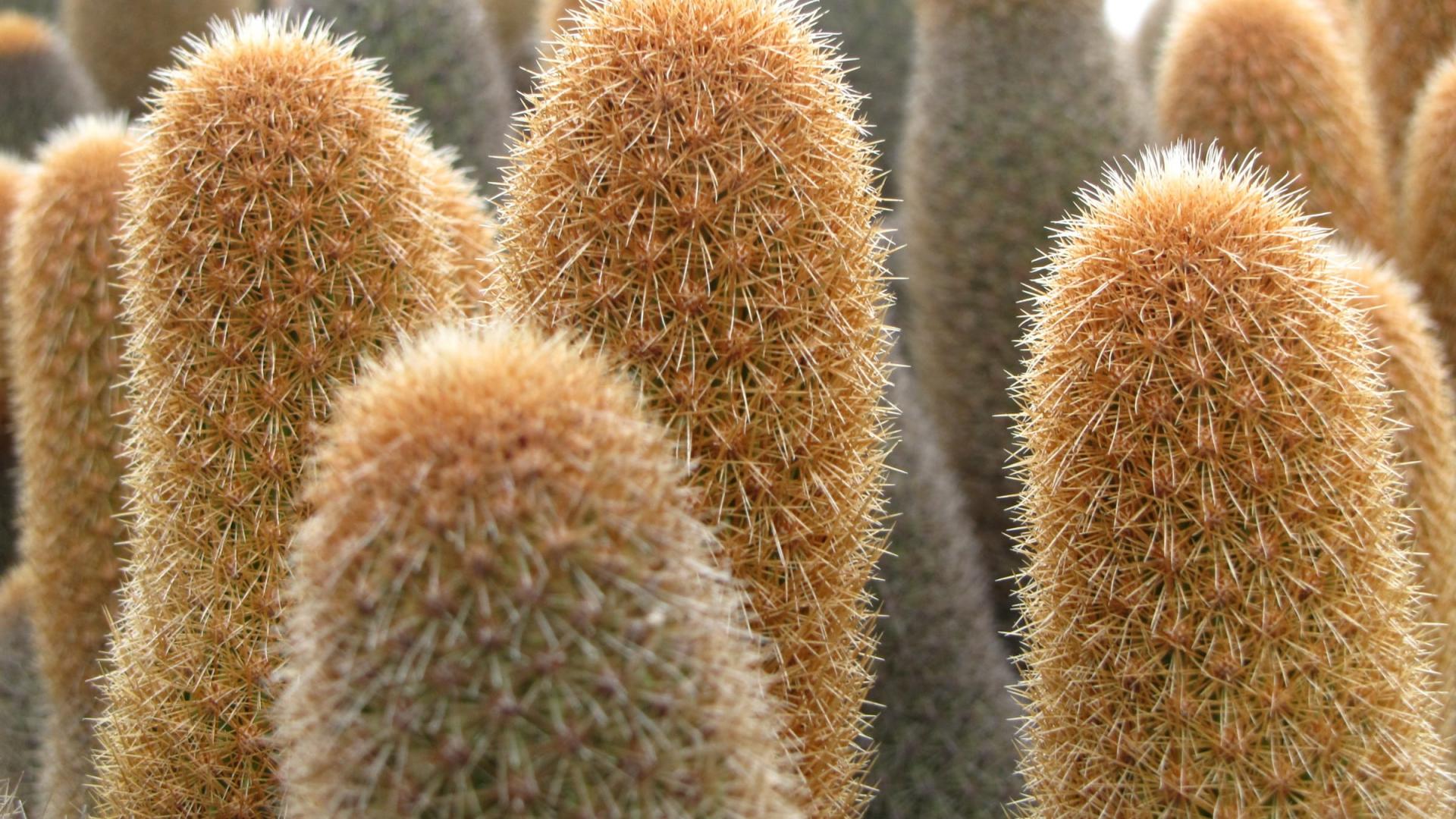 Cactus dans le Parc National des Galapagos (Equateur)
