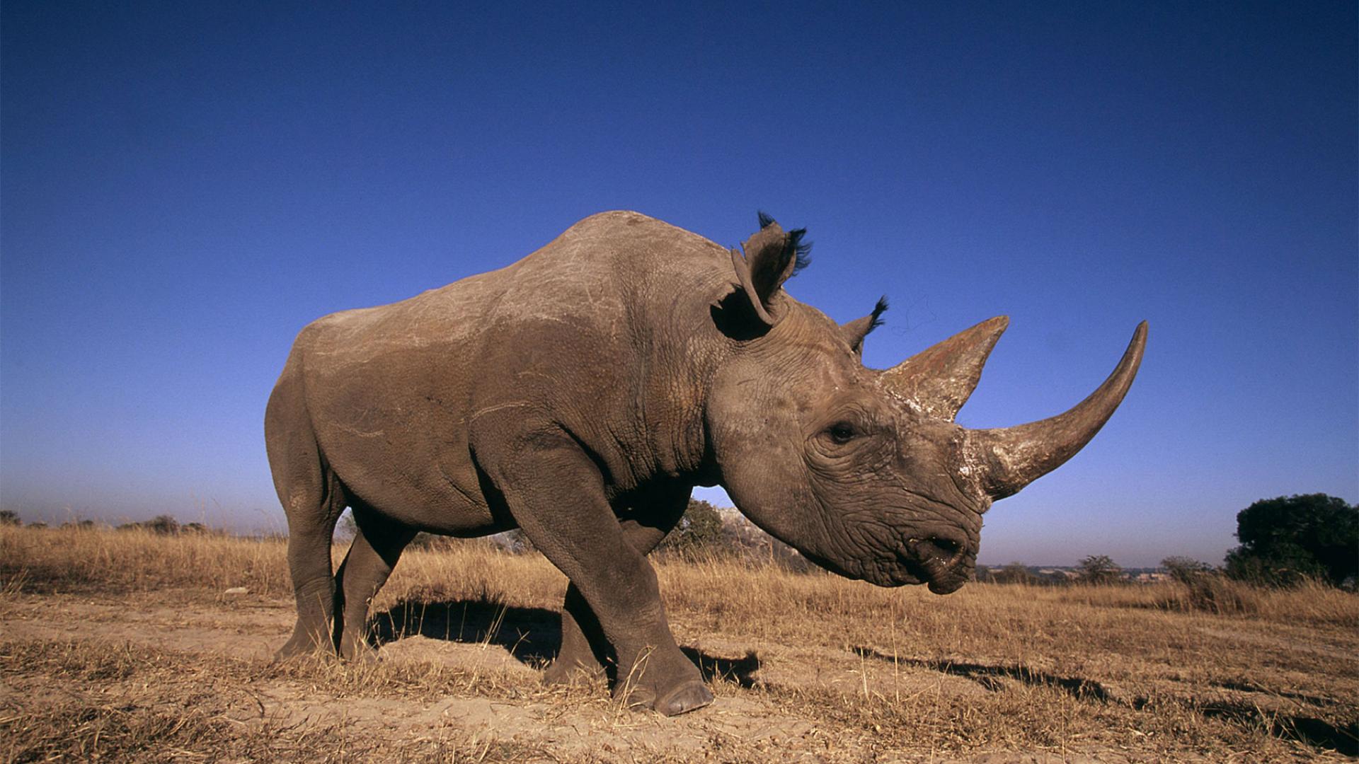 rhino d rhino d