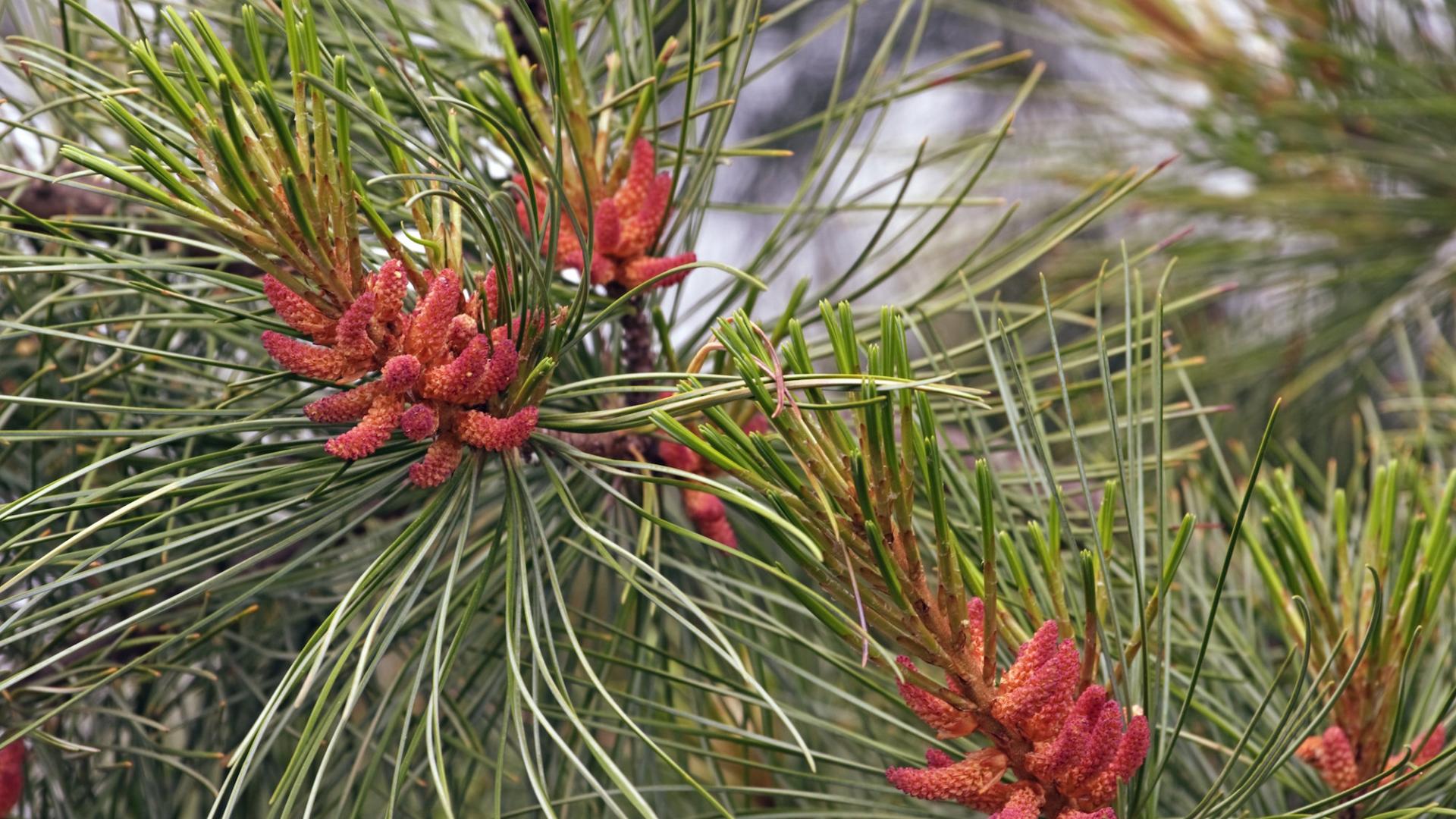 Fleurs de pin de Corée (Pinus koraiensis)