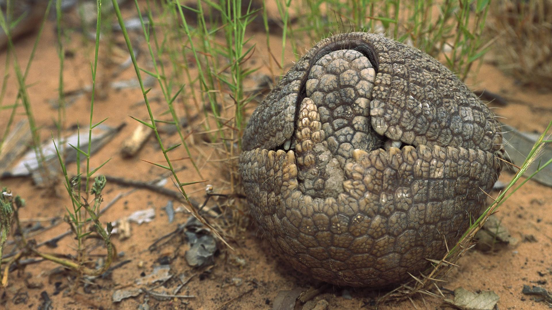Le Cerrado, une savane menacée | WWF France